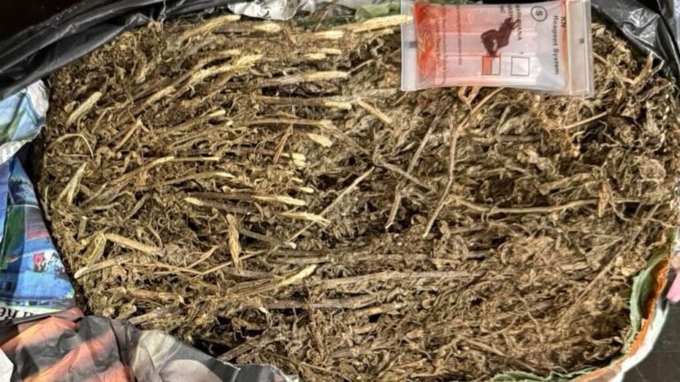 Polisi Amankan Ganja Siap Edar