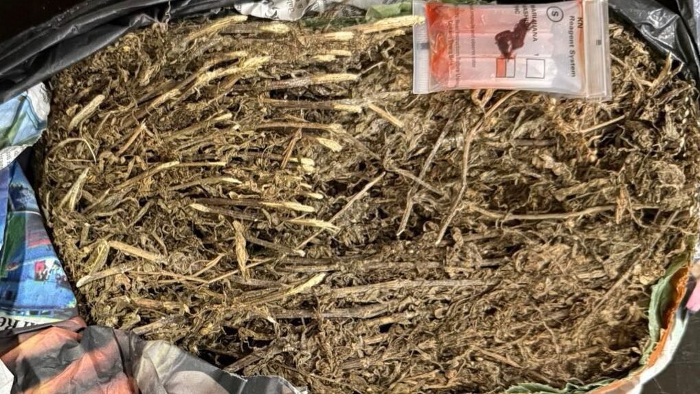 Polisi Amankan Ganja Siap Edar